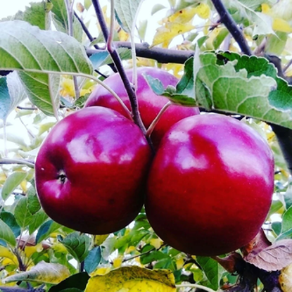 Fotografia e Idared.