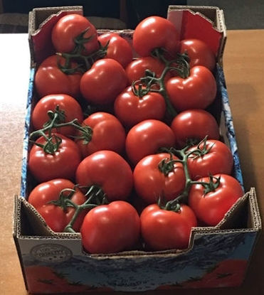 显示明细 Tomatoes 图片 Tomatoes