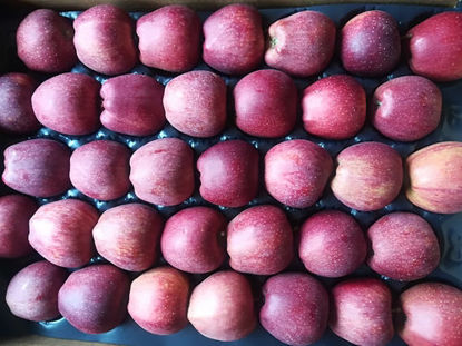 显示明细 Apples 图片 Apples