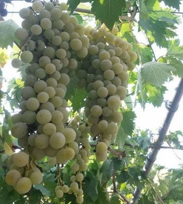 显示明细 Grapes 图片 Grapes