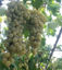 Image de Grapes