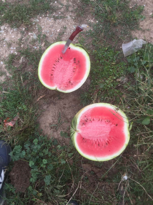 显示明细 Watermelon 图片 Watermelon
