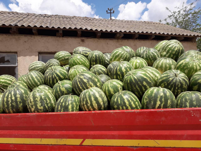 Pokaż szczegóły dla Watermelon Obrazek Watermelon
