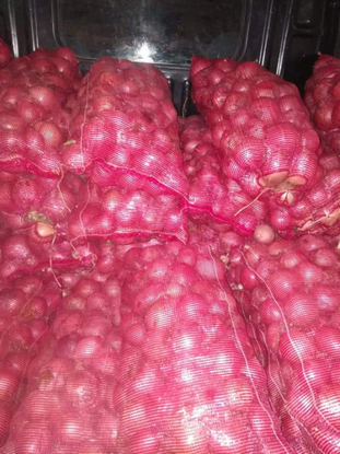 Pokaż szczegóły dla Onion Obrazek Onion