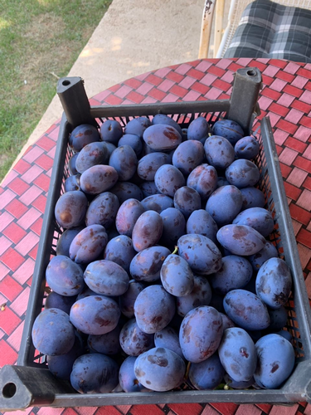 Pokaż szczegóły dla Plums Obrazek Plums