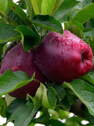 显示明细 Red Delicious 图片 Red Delicious