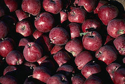 显示明细 Red Delicious 图片 Red Delicious