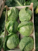 Picture of Spring Cabbage