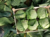 Picture of Spring Cabbage